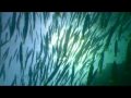 IAIN PLANK UNDERWATER VIDEO STUDENT KOH TAO 2009