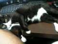 人のデスクでくつろぐ猫