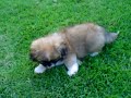 Pit bull e pequin�s 3