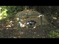2009 Broadhead Shoot video 5