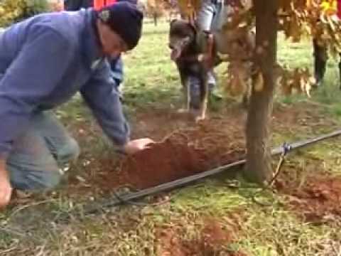 how to harvest truffles