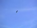  Model-Rocket Plane Delta Hybrid Rocket Rakete Hybridrakete Hybridrocket Raketengleiter