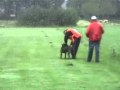 Bjorka Police Dog 1 part 1