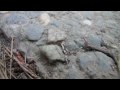 videos de Ants in my yard with Canon SX1