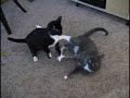 An introduction to my new cats, Oliver and Stanley