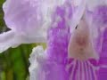 \"Vrindavan\"/ Musica conciente  - Vrinda Kirtan