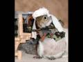 videos de darn squirels
