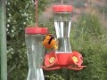 Oriole at our Hummingbird Feeder