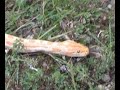Phytons outdoor