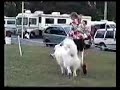 GPCC Specialty 2006 AmBred Dog