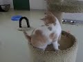 Friendly Cats (Recess at DOCPAC) Friendly Cats (Recess at DOCPAC)