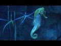 Male pregnancy: The dark side - by Nature Video