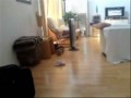 videos de Jackadoodle 8 weeks old playing fetch