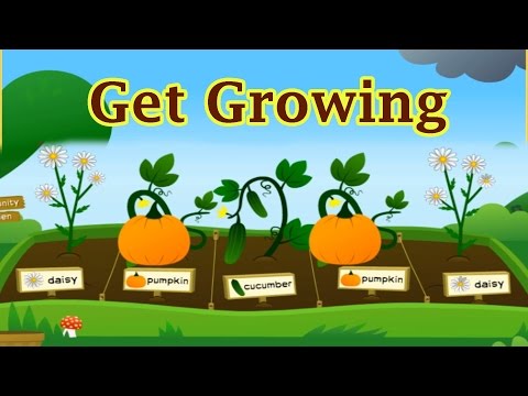 how to grow a sunflower ks1