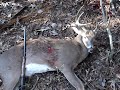 10 Point Buck Nov 29th 2008 010.mpg