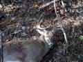 videos de 10 Point Buck Nov 29th 2008 010.mpg