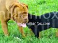 Rottweiler pups playing with  Dogue  de Bordeaux