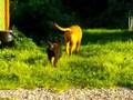 Rottweiler video