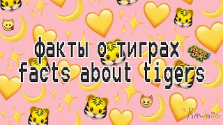 🐯 17 интересных фактов о тиграх | 17 interesting facts about tigers | Animal Jam 🐯 + EN SUB ОПИСАНИЕ
