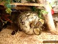 Boa constrictor eats one rabbit Boa constrictor eats one rabbit