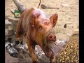 Sibuyan 2003 Teil 4