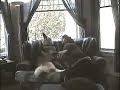 Talking Dogs