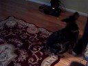Summersaulting Dog