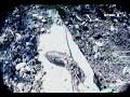 Root geotropism