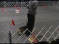Lance the corgi gets his Rally Excellent Title