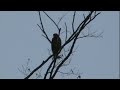 hawk on call
