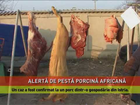 Pesta porcină, confirmată în județul Constanța