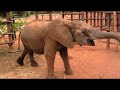 FOUR PAWS leads Mary´s herd to a life in freedom