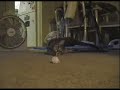 Cat Loves To Play Fetch