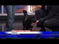 Friday's Furry Friend: Harley