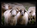 Piwnica Pod Baranami- Niebieska patelnia(1965)