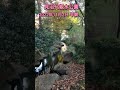 「見沼代親水公園に来ちゃいました」早朝撮影お散歩