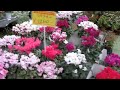 12月花宿・郡山園芸センターの花鉢コーナー