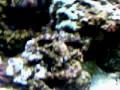 My Marine tank