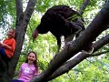 Turkeys and Monkeys in a Tree