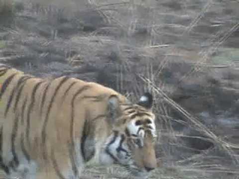 male tiger