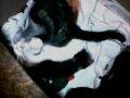 Kittencam - August 19, 2009, 11:06 PM