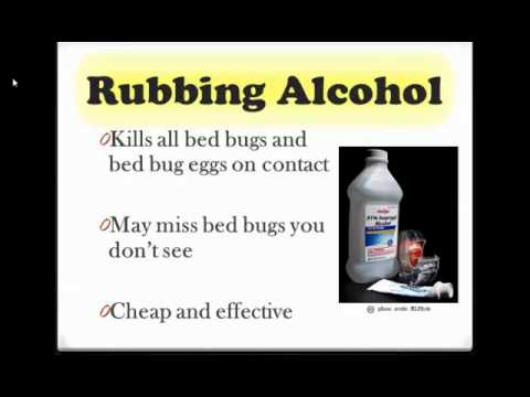 how to eliminate bed bugs
