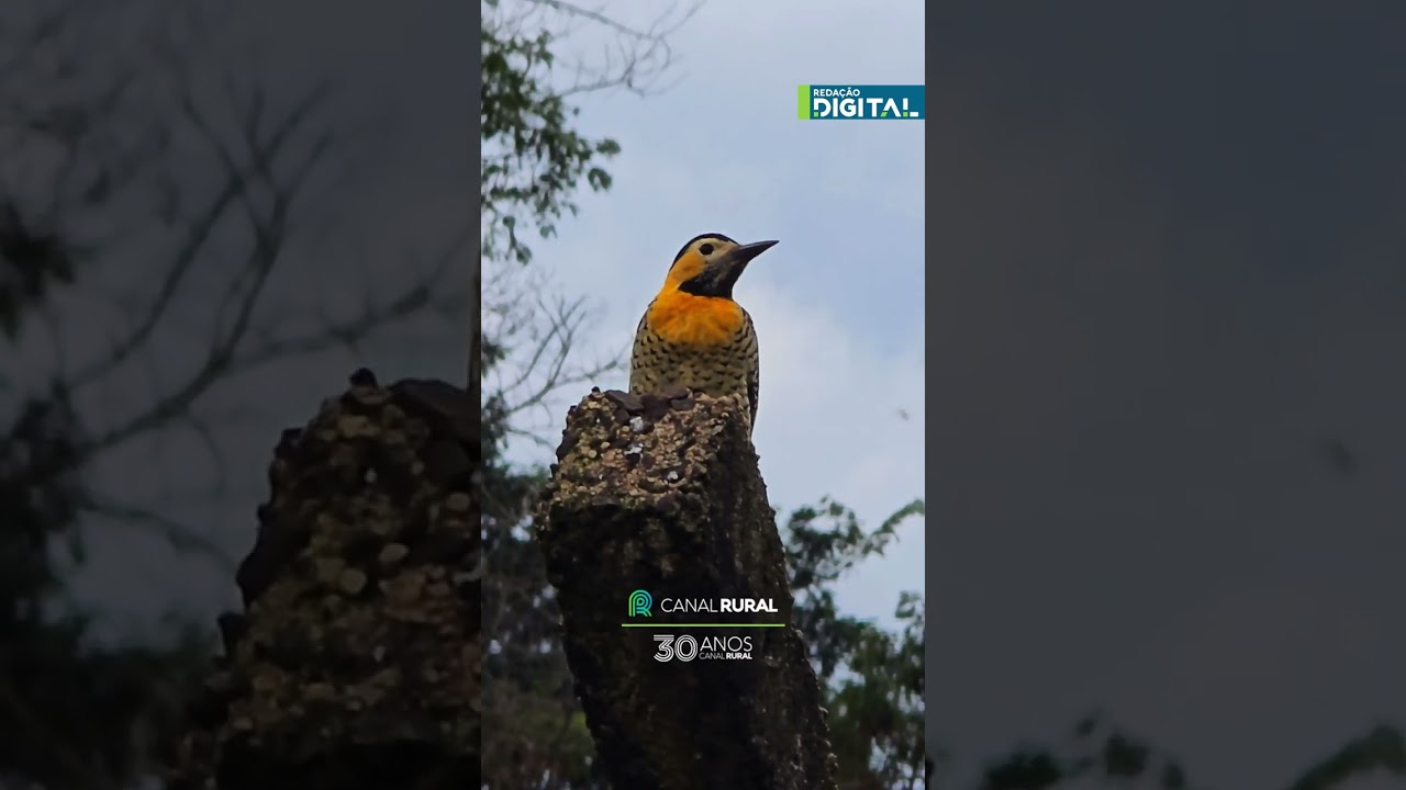 Ave símbolo do interior chama atenção pela beleza em São Carlos