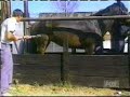 faces of death - horse karate kick.avi