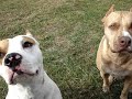 another killer pit bull production