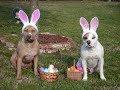 another killer pit bull production