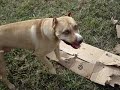 another killer pit bull production