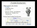 Early Life Estrogen Exposures Alter the Prostate Epigenome Early Life Estrogen Exposures Alter the Prostate Epigenome