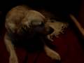 Sheila and Spiri puppies
