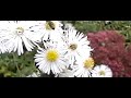 Honingbij op aster